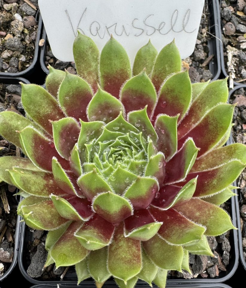 Karussell