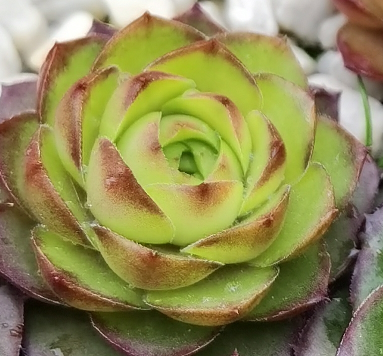 Lime Rockoon 