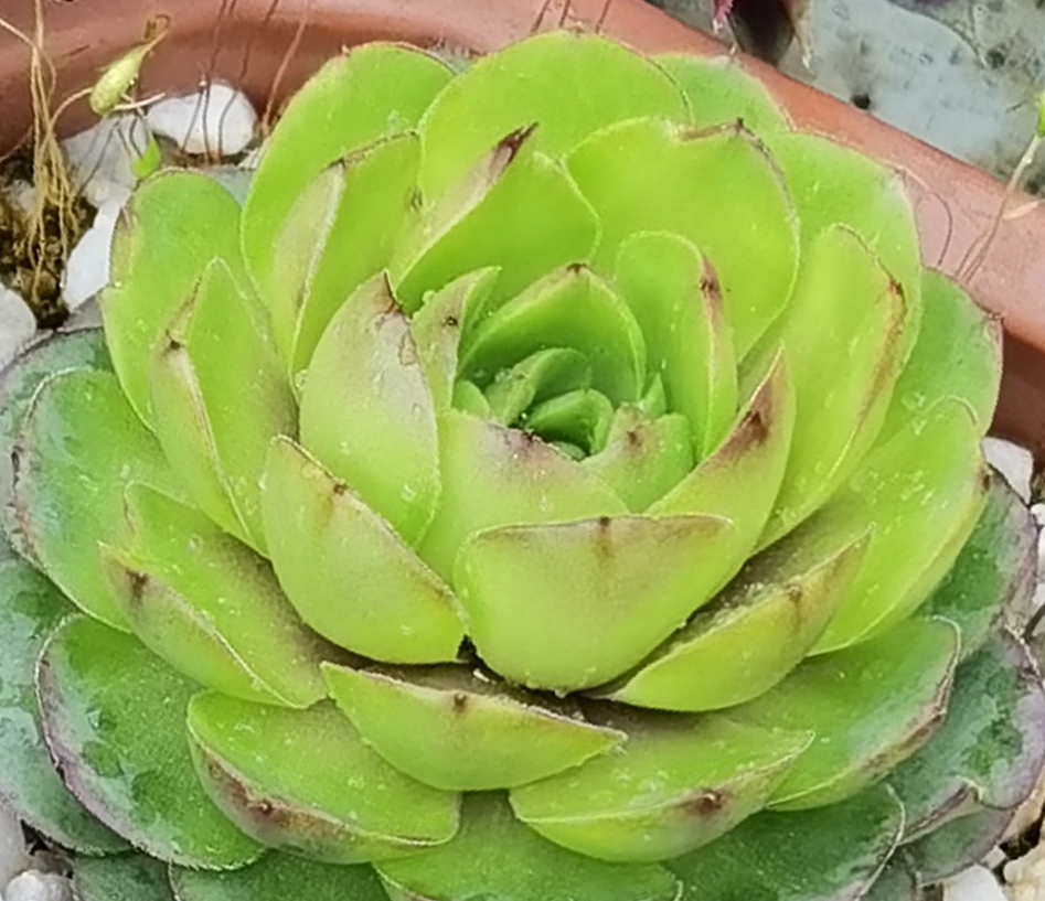 Lime Rockoon