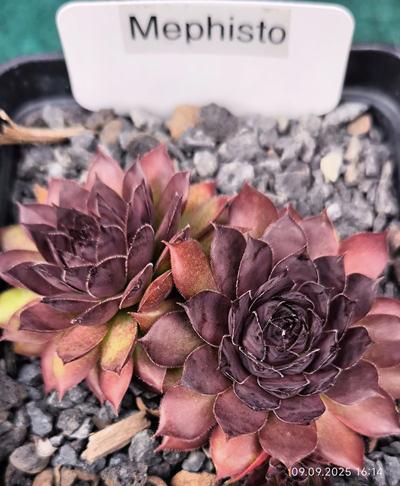 Mephisto