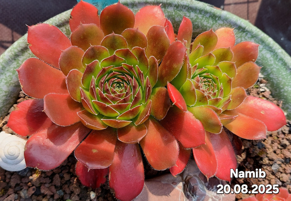 Namib/ Jovi 