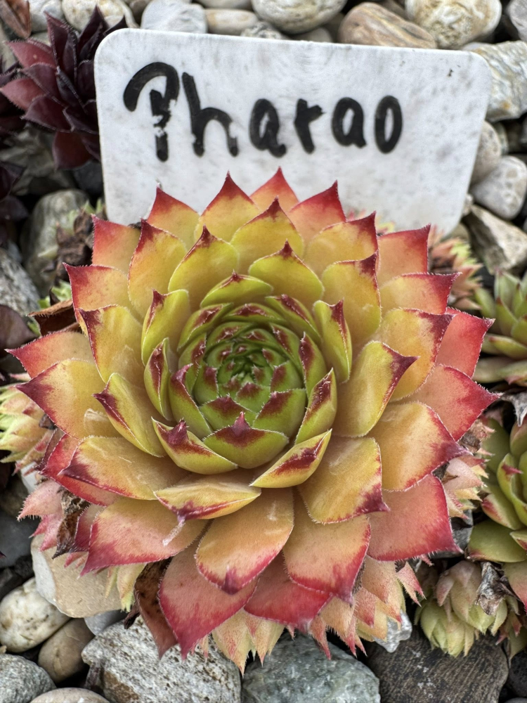 Pharao (NG)