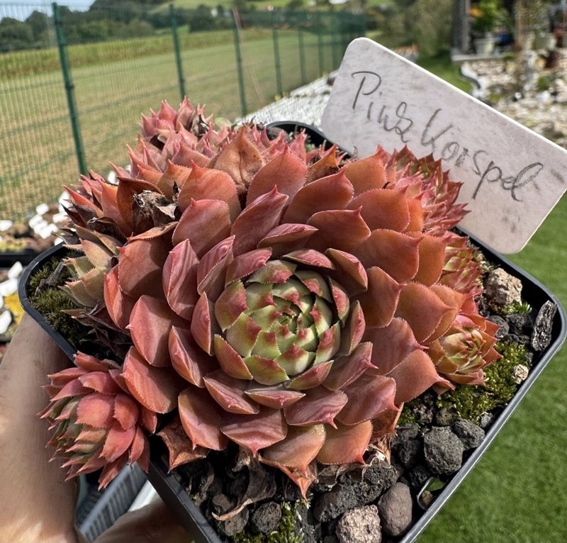 Pink Korspel