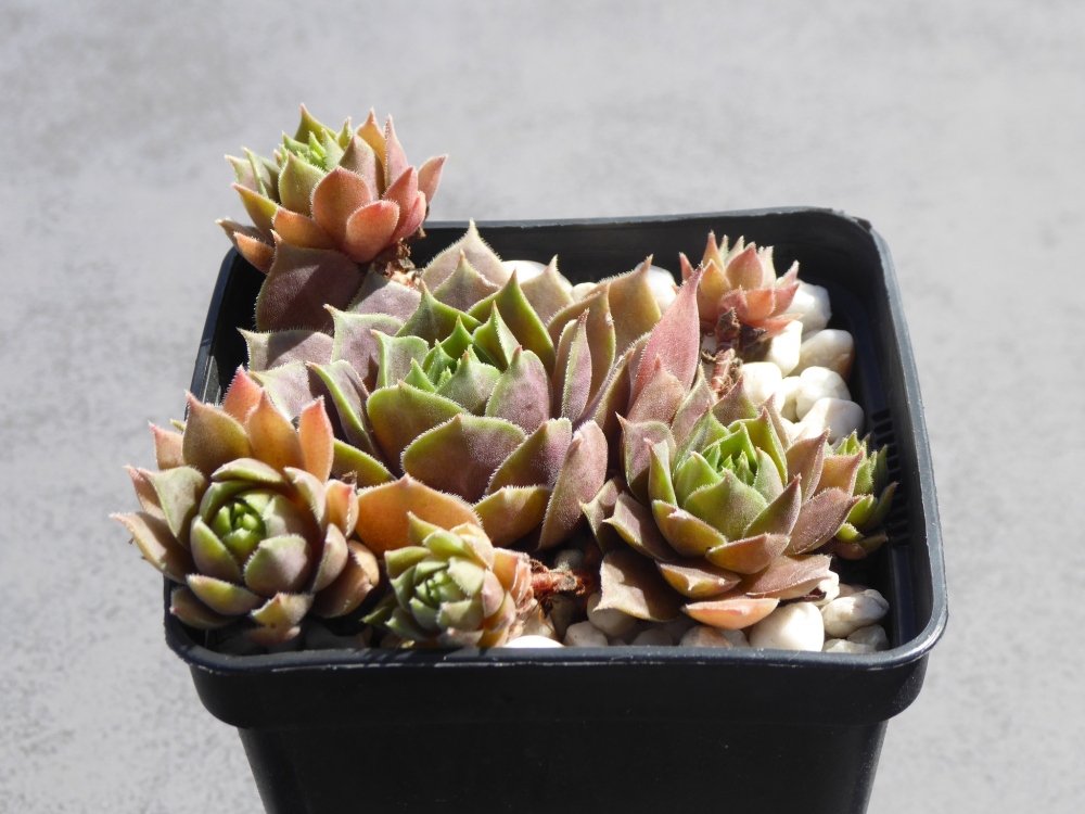 Purple Ginger