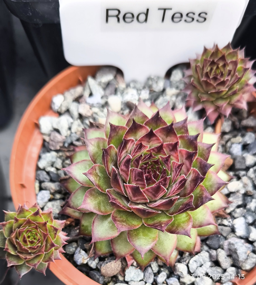 Red Tess