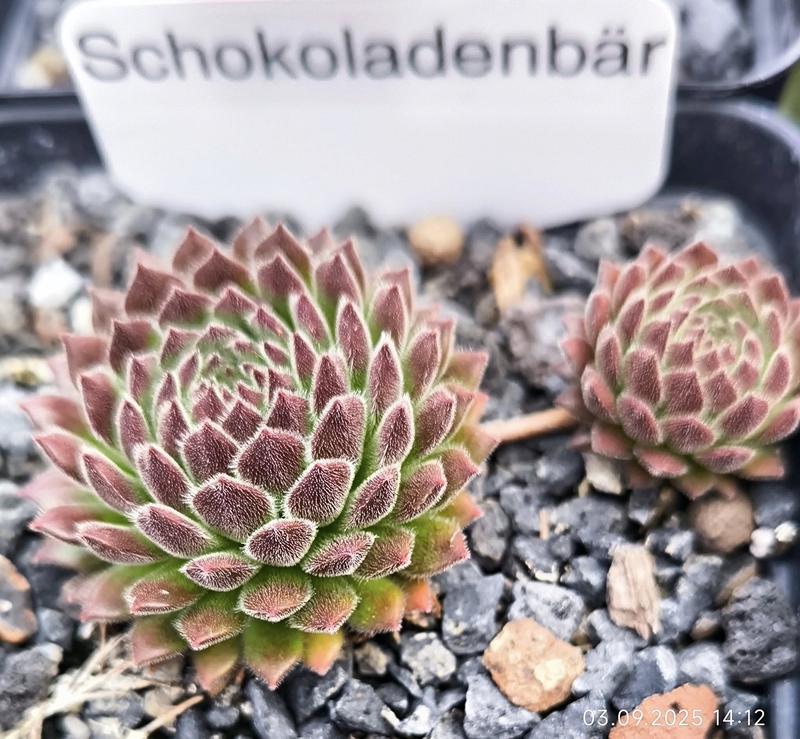 Schokoladen-Bär