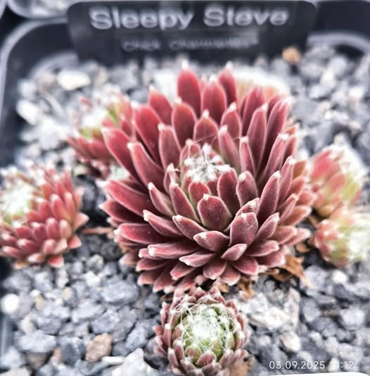Chick Charmlettes® Sleepy Steve™ (NG)