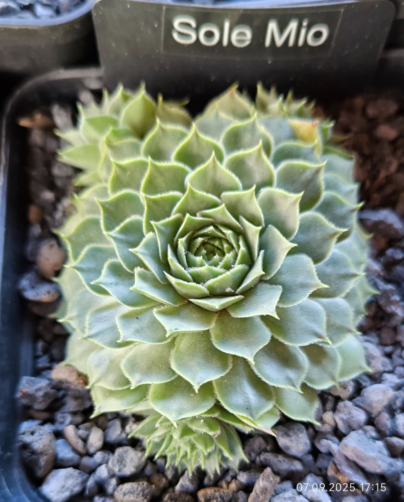 Sole Mio