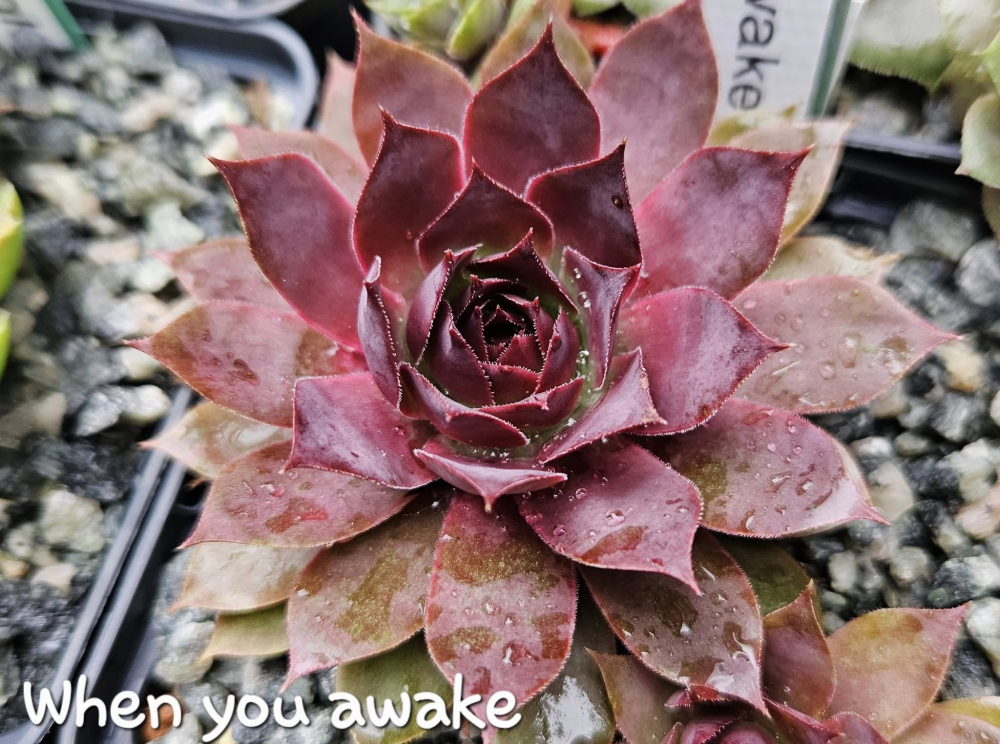 When You Awake