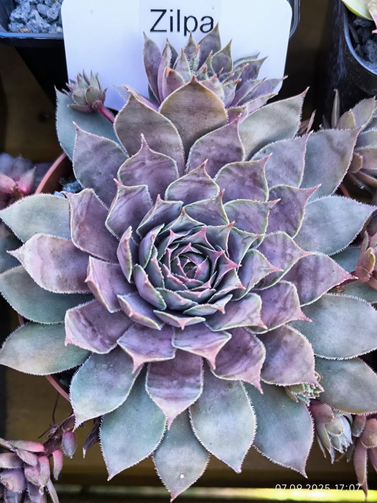 Zilpa