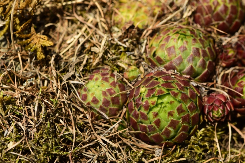 globiferum ssp. globiferum from Kněžská skála