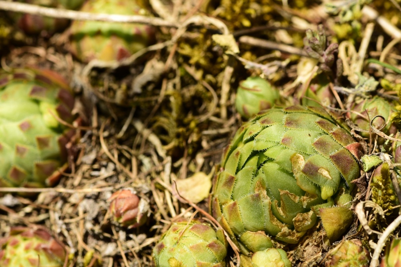 globiferum ssp. globiferum from Kněžská skála