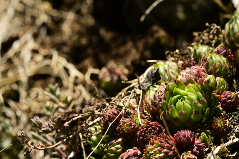 globiferum ssp. globiferum from Kněžská skála