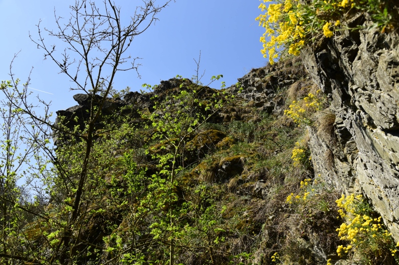 globiferum ssp. globiferum from Kněžská skála