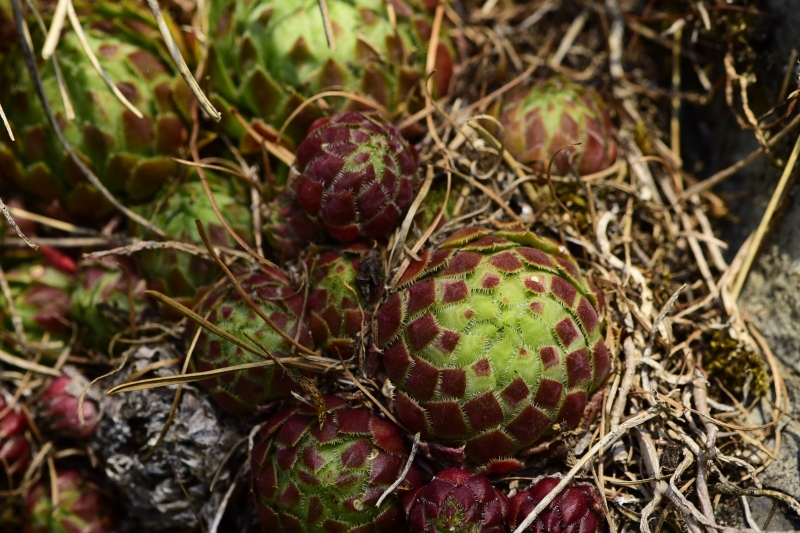 globiferum ssp. globiferum from Kněžská skála