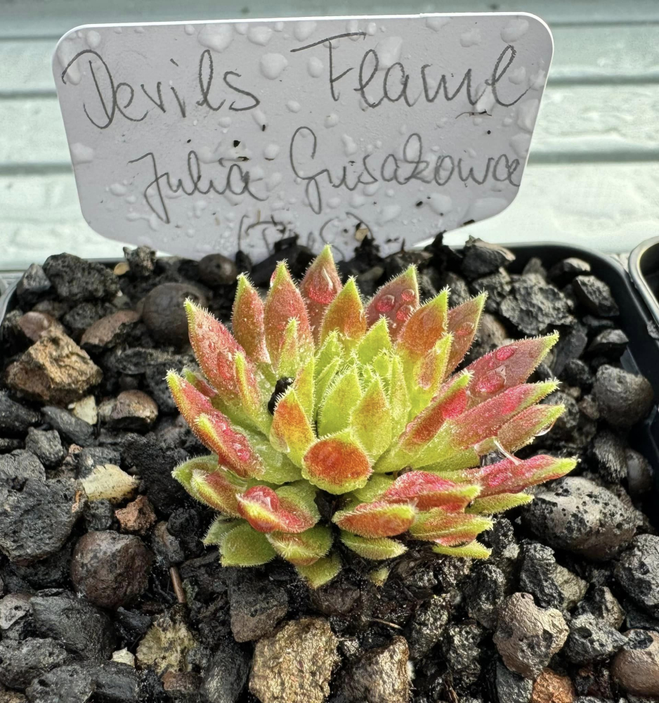 Devils Flame