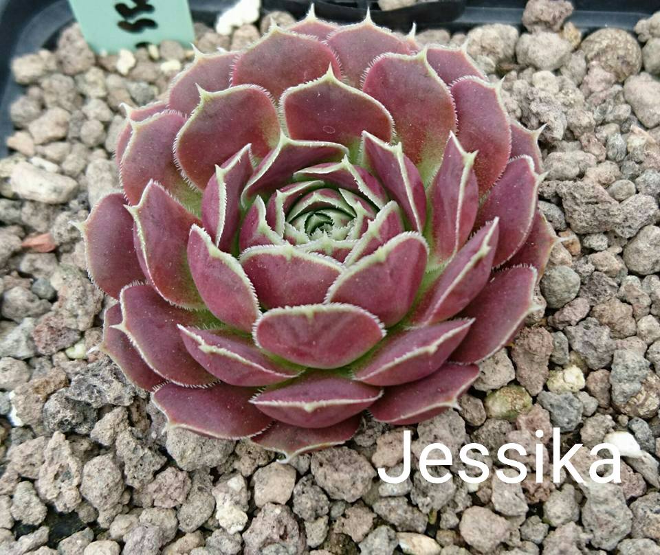 Jessika