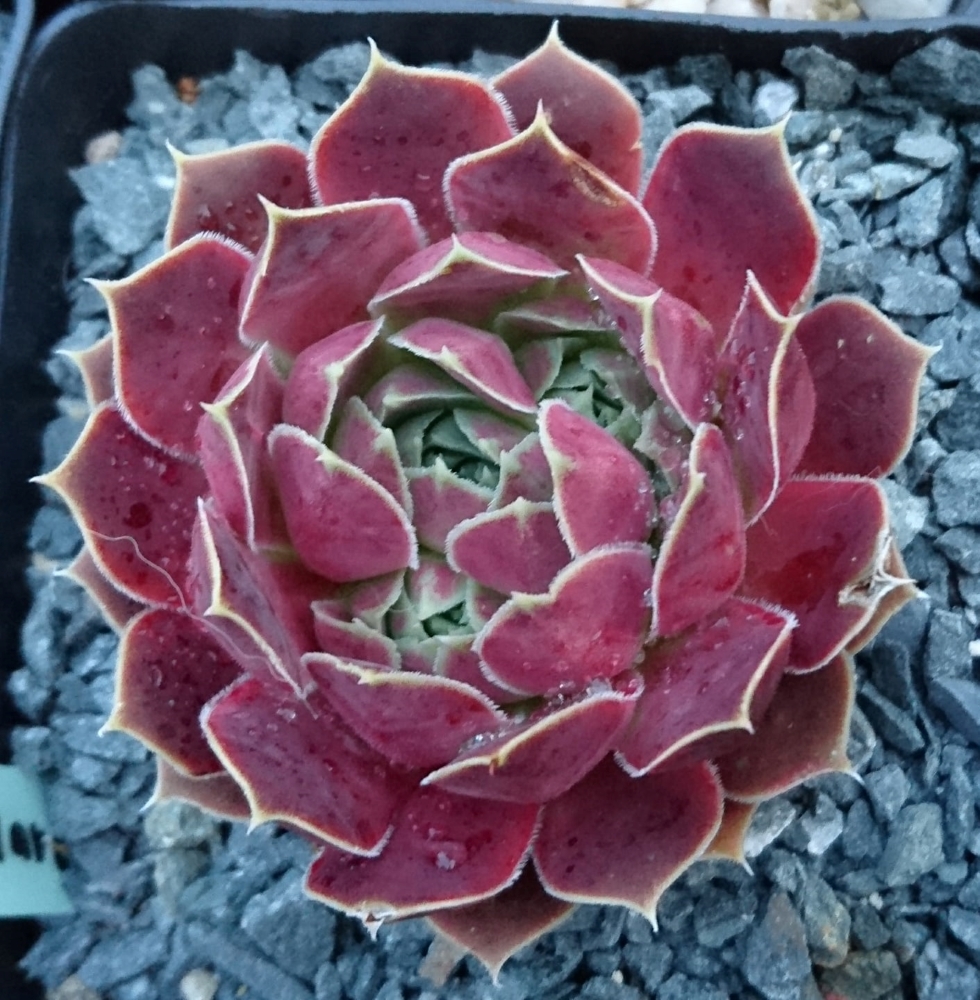 Marculina