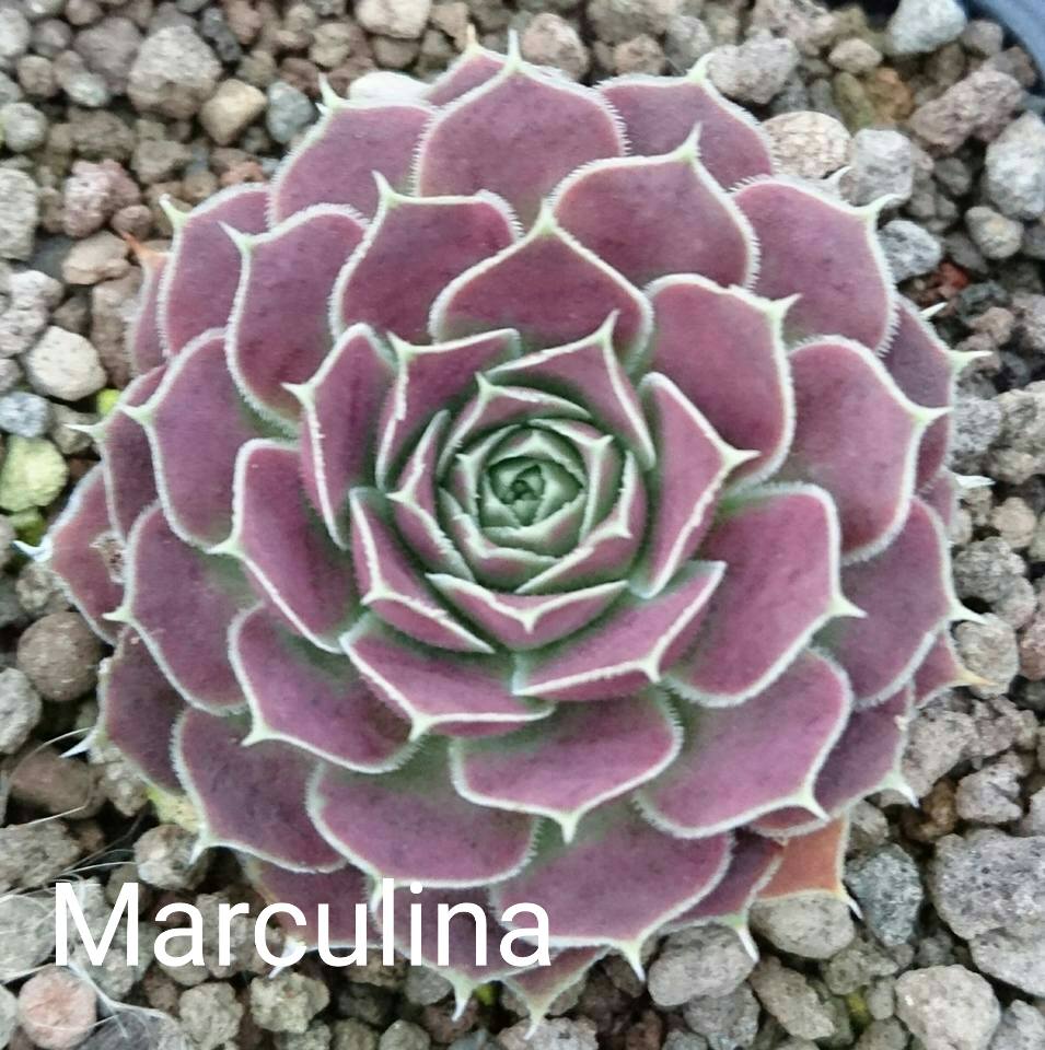 Marculina