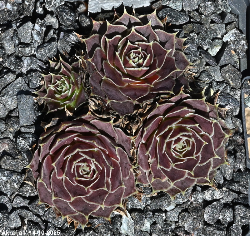 Akrafjall / Jovi