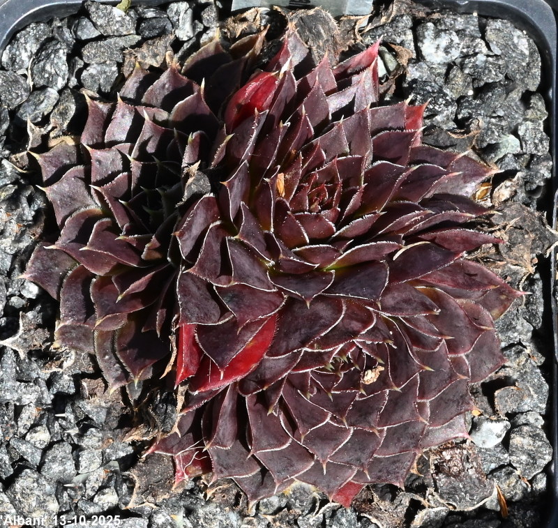 Albani / Jovi