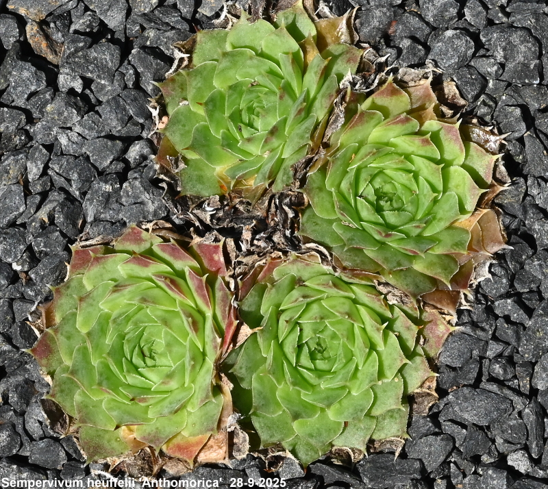 "heuffelii from ""Anthomorica""