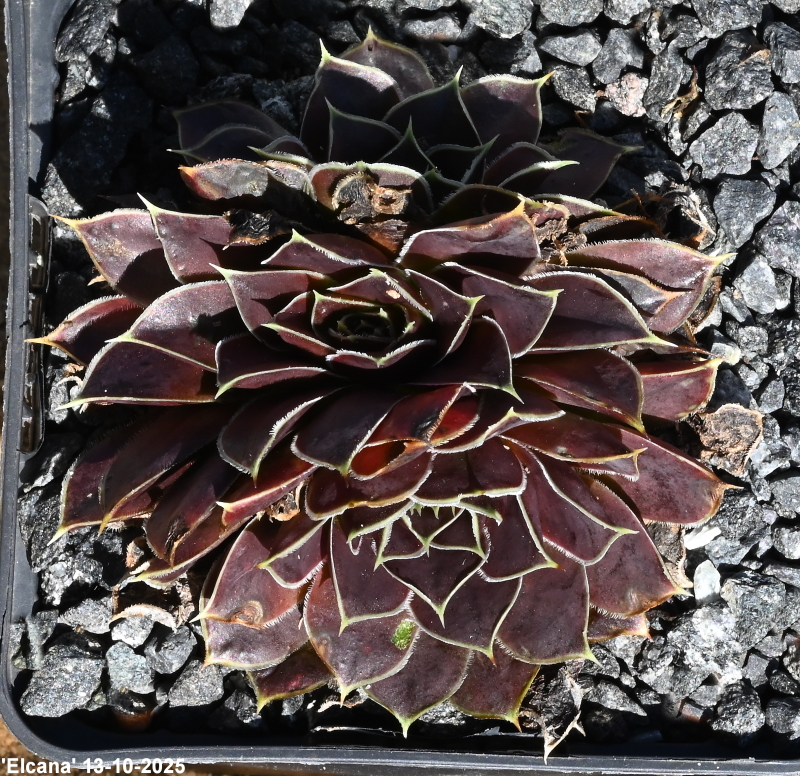 Elcana / Jovi
