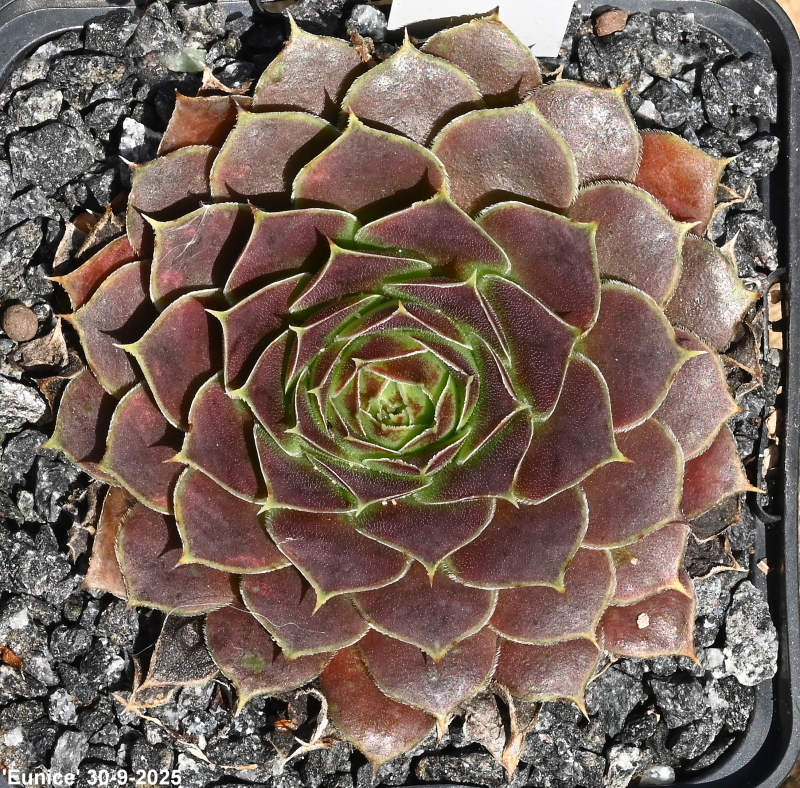 Eunice / Jovi