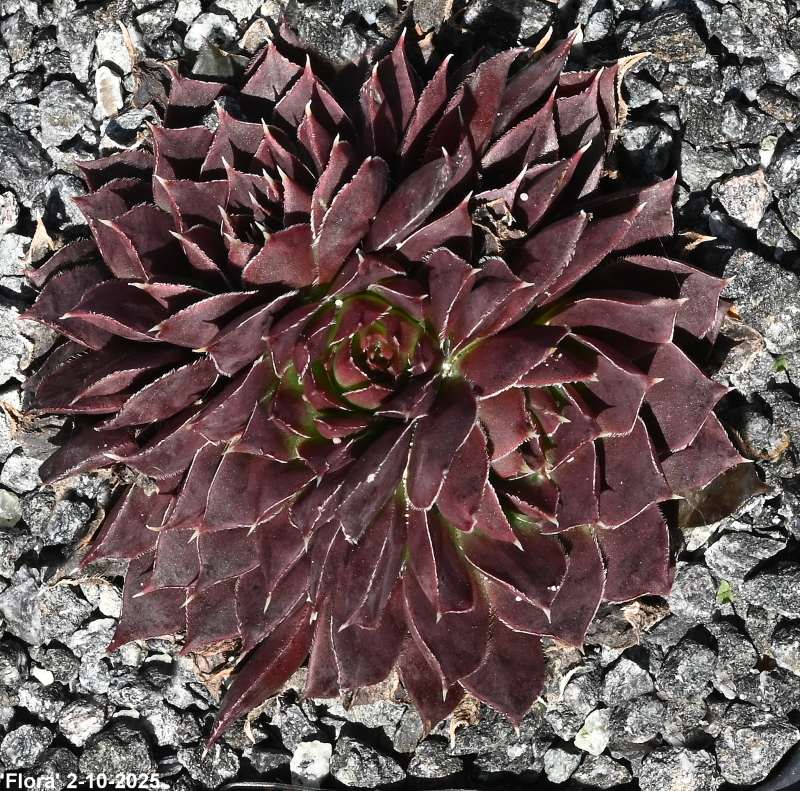 Flora / Jovi