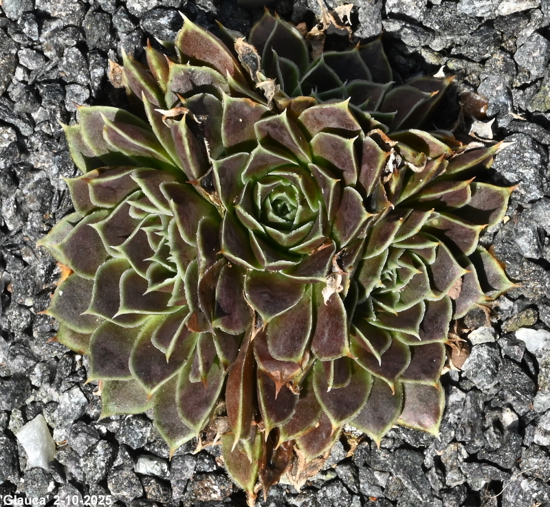 Glauca / Jovi