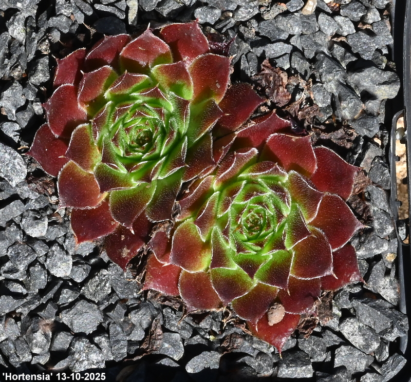 Hortensia / Jovi