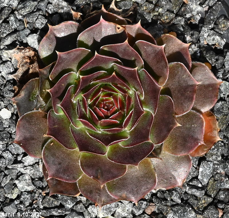 Ilanit / Jovi