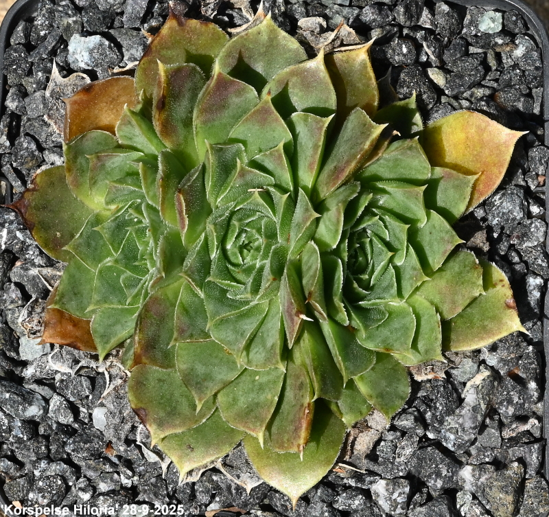 ‘Korspelse Hiloria’