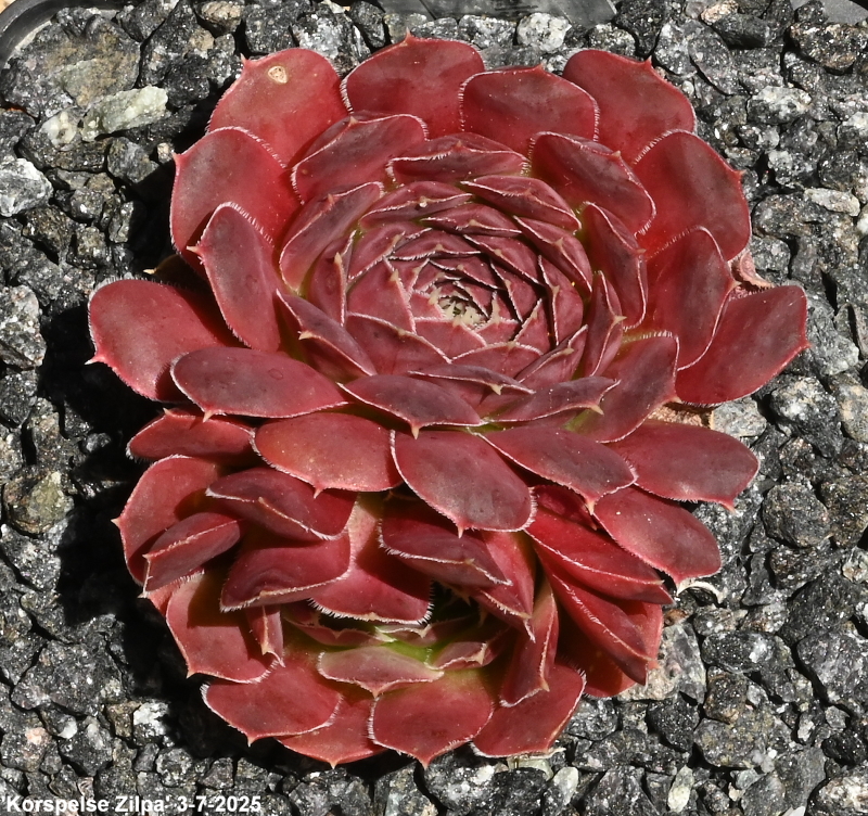 Korspelse Zilpa / Jovi