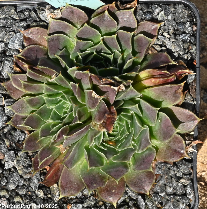 Purpurlicht / Jovi