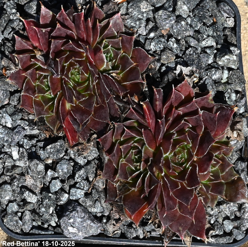 Red Bettina / Jovi