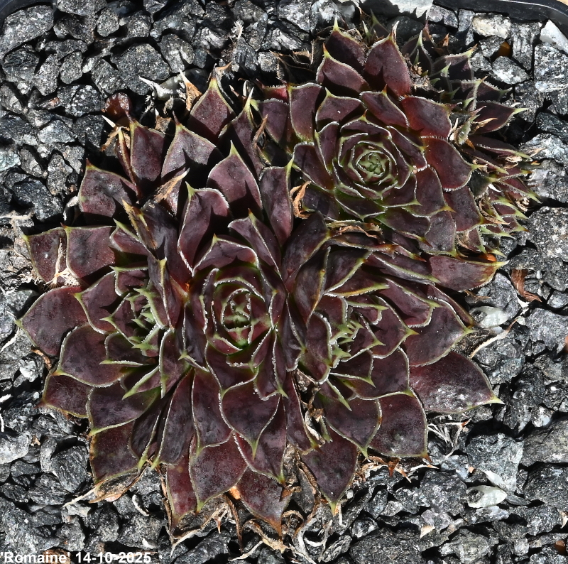 Romaine / Jovi