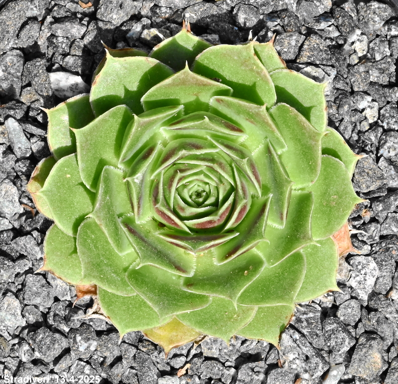 Stradiveri / Jovi