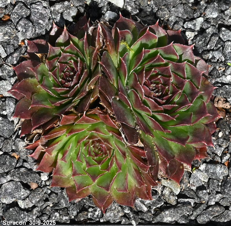 Suracon / Jovi