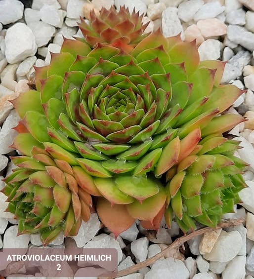 Atroviolaceum Heimlich 2