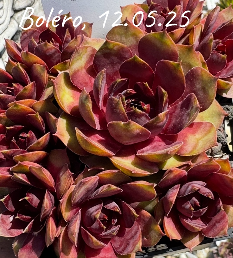 Boléro