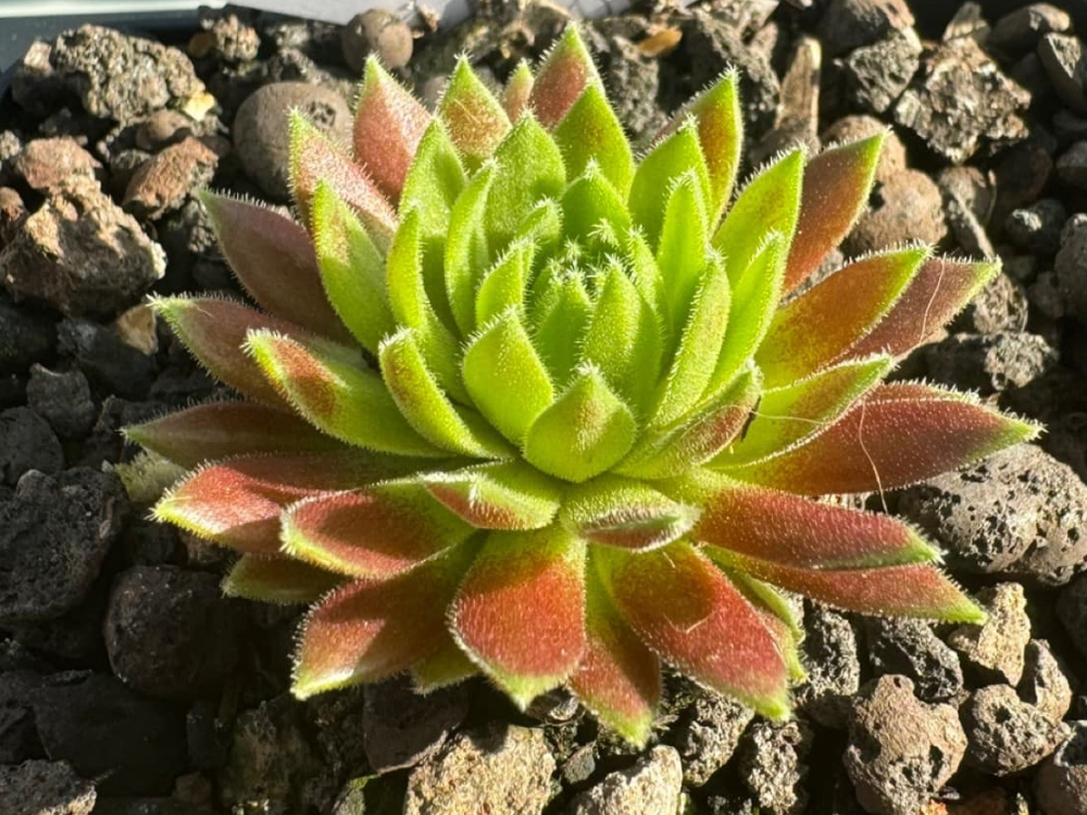 Devils Flame