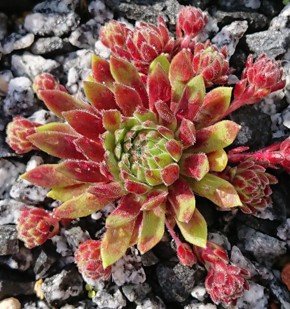 Devils Flame