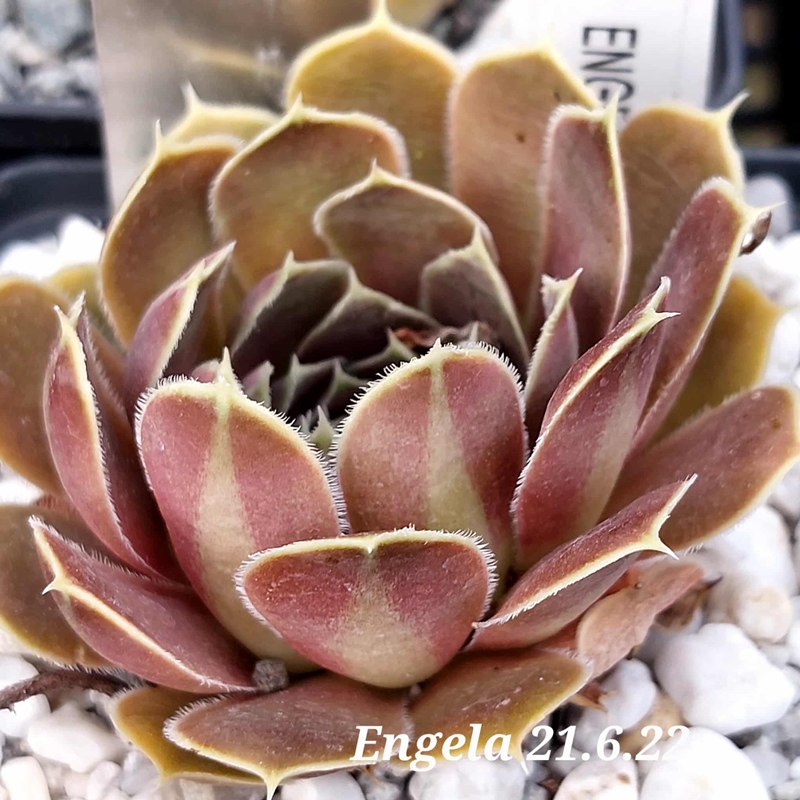 Engela / Jovi