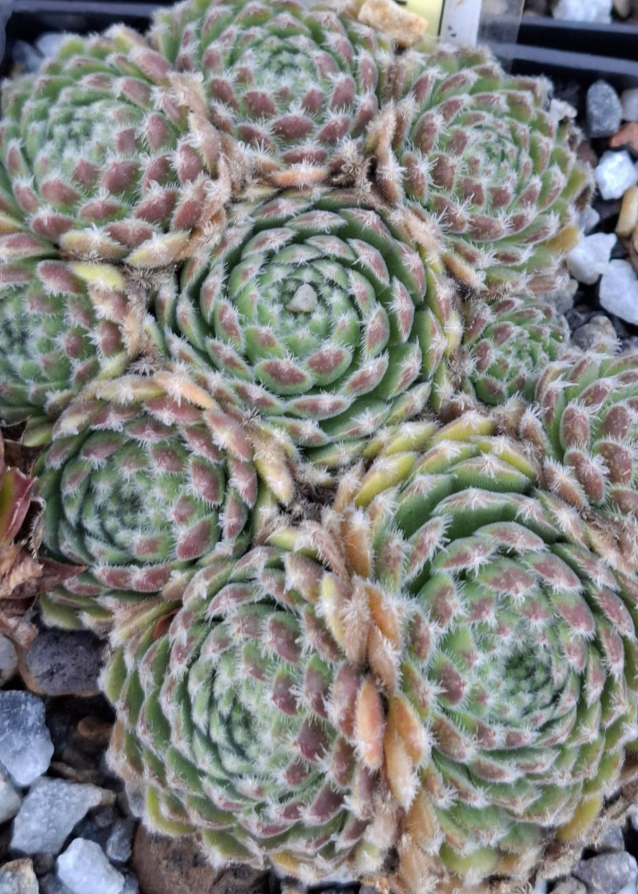 Flauschball