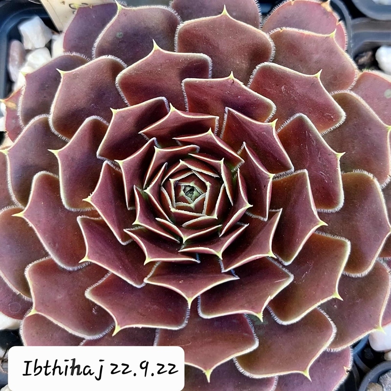 Ibthihaj / Jovi