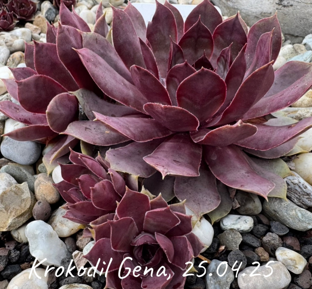 Krokodil Gena