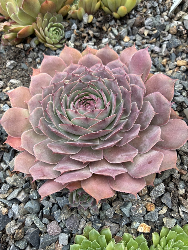 Lynn's Heart