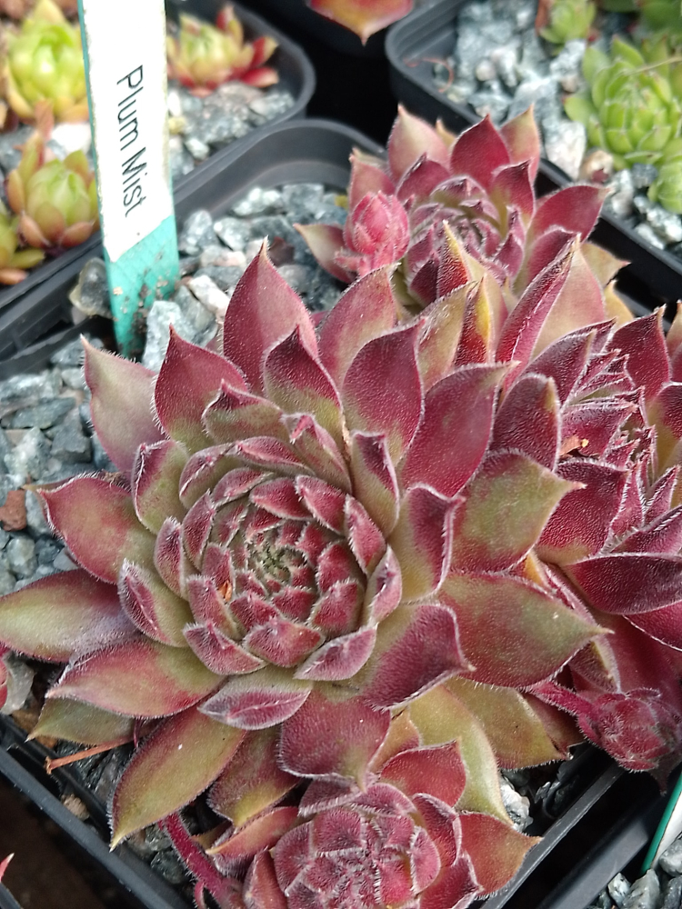 Plum Mist
