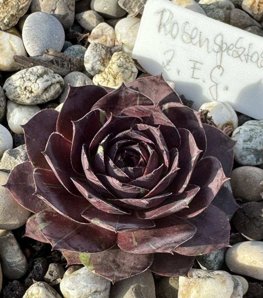 Rosenspektakel